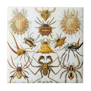 Azulejo De Cerámica Arañas o Arácnidos Vintage de Ernst Haeckel