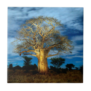Azulejo De Cerámica Árbol Baobab (Adansonia) iluminado por la luna