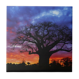 Azulejo De Cerámica árbol baobab africano, Adansonia digitata 2