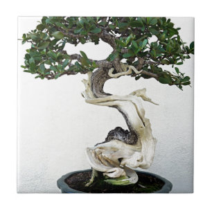 Azulejo De Cerámica Árbol de los bonsais del Buttonwood