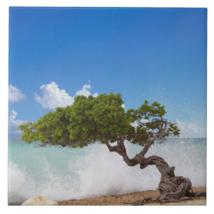 Azulejo De Cerámica Árbol Divi Divi, Playa Eagle, Aruba, Caribe