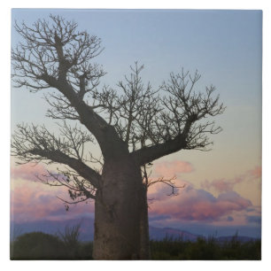Azulejo De Cerámica Árboles Baobab, Berenty, Toliara, Madagascar