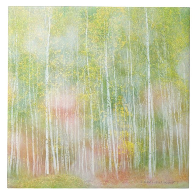 Azulejo De Cerámica Árboles de abedul de plata (Frente)