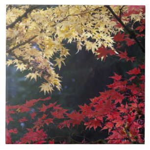 Azulejo De Cerámica Árboles de arce en color otoño