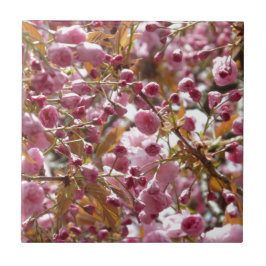 Azulejo De Cerámica Árboles de cerezo japoneses