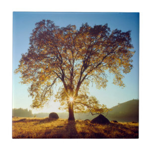 Azulejo De Cerámica Árboles de roble negro Bosque Nacional Cleveland,