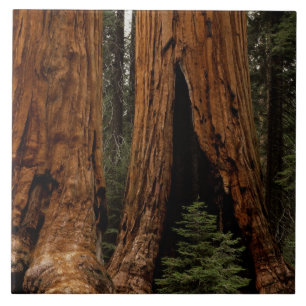Azulejo De Cerámica Árboles de secoya, Parque Nacional Sequoia.