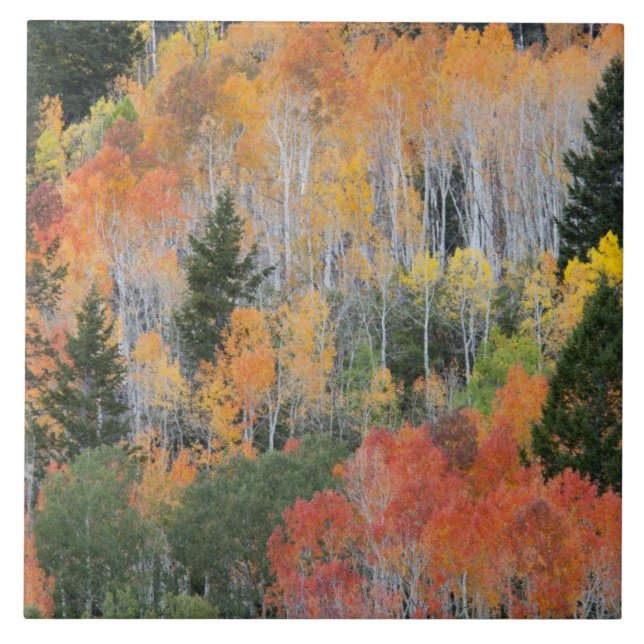 Azulejo De Cerámica Árboles del río Provo y álamos (Frente)