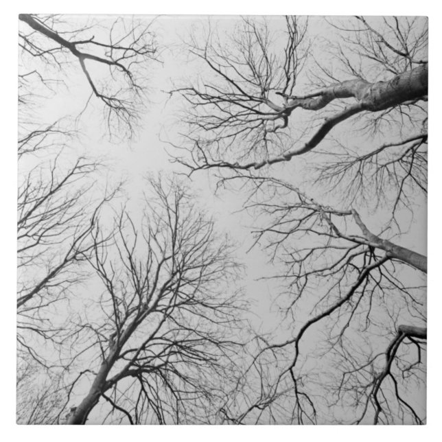 Azulejo De Cerámica Árboles deshojados en la madera de Thiepval (Frente)