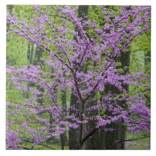 Azulejo De Cerámica Árboles Redbud en plena floración primaveral cerca