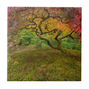 Azulejo De Cerámica Arce japonés en color de otoño