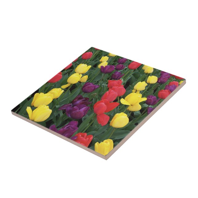 Azulejo De Cerámica Arco iris del tulipán (Lado)