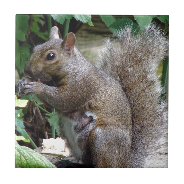 Azulejo De Cerámica Ardilla (Frente)