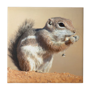 Azulejo De Cerámica ardilla antílope de Harris (Ammospermophilus)