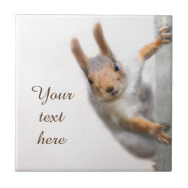 Azulejo De Cerámica Ardilla curiosa