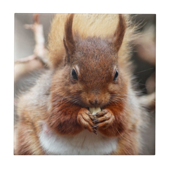 Azulejo De Cerámica Ardilla roja (Frente)