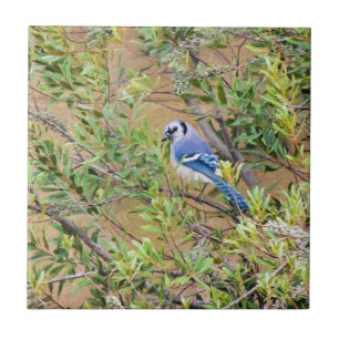 Azulejo De Cerámica Arrendajo azul en arrayán
