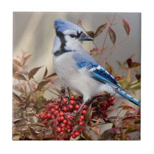 Azulejo De Cerámica Arrendajo azul en Bambú celestial Nandina