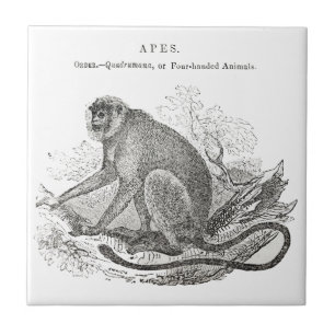 Azulejo De Cerámica Arte de mono de la década de 1800