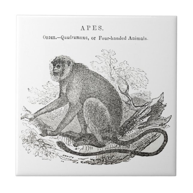 Azulejo De Cerámica Arte de monos de la época de 1800 (Frente)