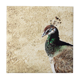 Azulejo De Cerámica Arte de pavo real elegante y plumas