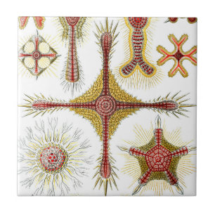 Azulejo De Cerámica Ascidiae por Ernst Haeckel, Animales Marinos Antig