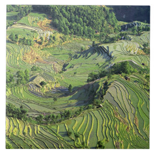 Azulejo De Cerámica Asia, China, Yunnan, Yuanyang. Patrón de verde