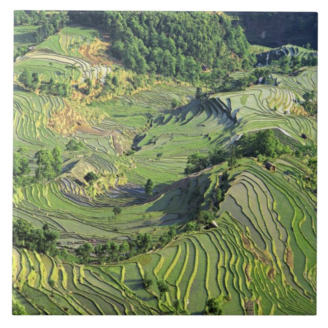 Azulejo De Cerámica Asia, China, Yunnan, Yuanyang. Patrón verde (Frente)