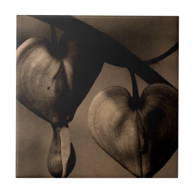 Azulejo De Cerámica Asia Hemorragia Corazón lamprocapos Arte Fotografí (Frente)