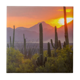 Azulejo De Cerámica Atardecer de cactus del desierto, Arizona