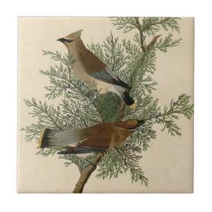 Azulejo De Cerámica Audubon Cedar Waxwing Bird