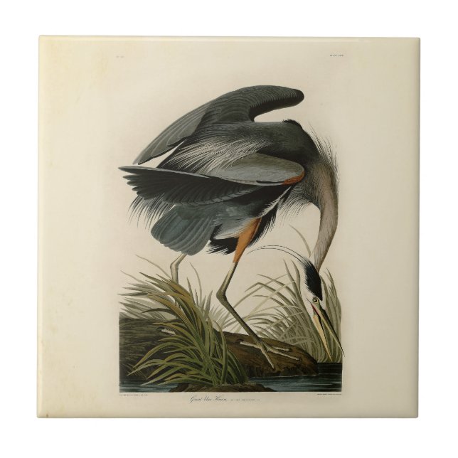 Azulejo De Cerámica Audubon Great Blue Heron Marsh Bird (Frente)