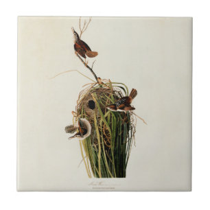Azulejo De Cerámica Audubon Marsh Wren Bird Art