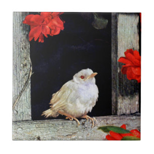 Azulejo De Cerámica Ave albino robin RARE