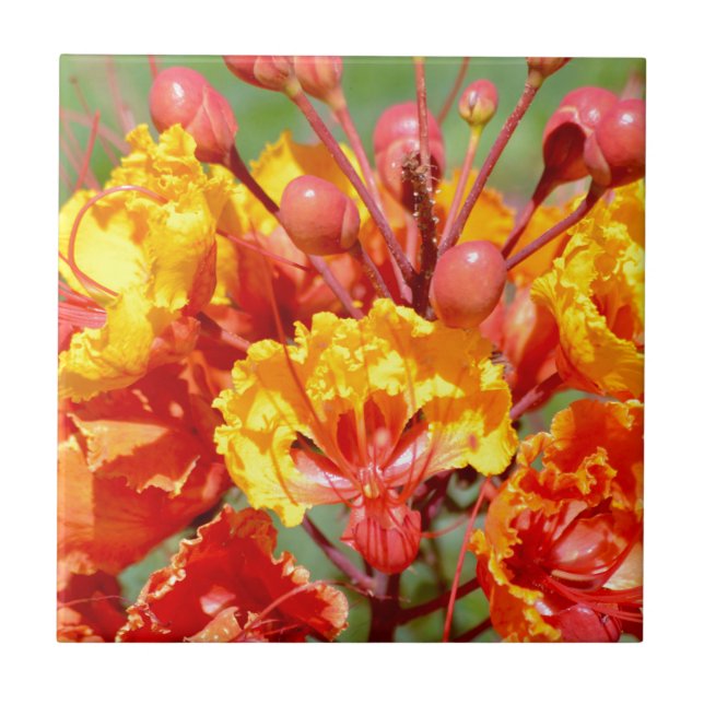 Azulejo De Cerámica Ave del paraíso mexicana (Frente)