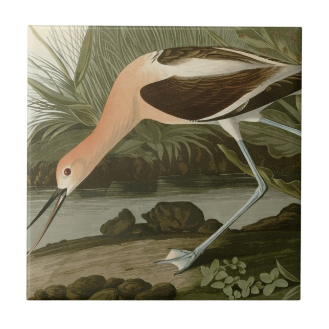 Azulejo De Cerámica Avocet americano (Frente)