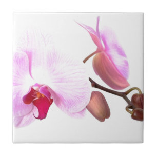Azulejo De Cerámica Aziza Orchid Blossoms