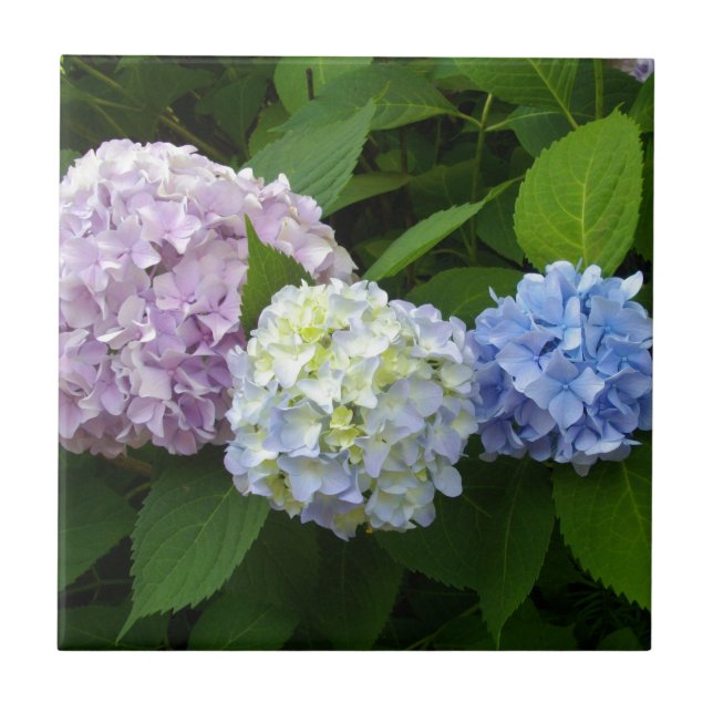 Azulejo De Cerámica azul púrpura elegante Hydrangeas (Frente)