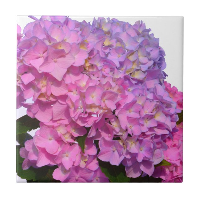 Azulejo De Cerámica Azul rosa Hydrangeas flores púrpura elegantes (Frente)