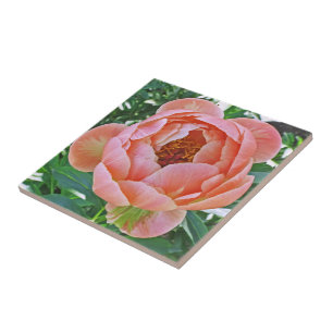 AZULEJO DE CERÁMICA AZULEJOS/TRIVET CERAMICOS CON PEONA ROSA