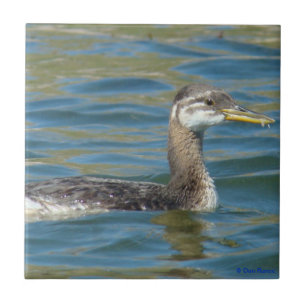 Azulejo De Cerámica B40 Grebe de cuello rojo juvenil