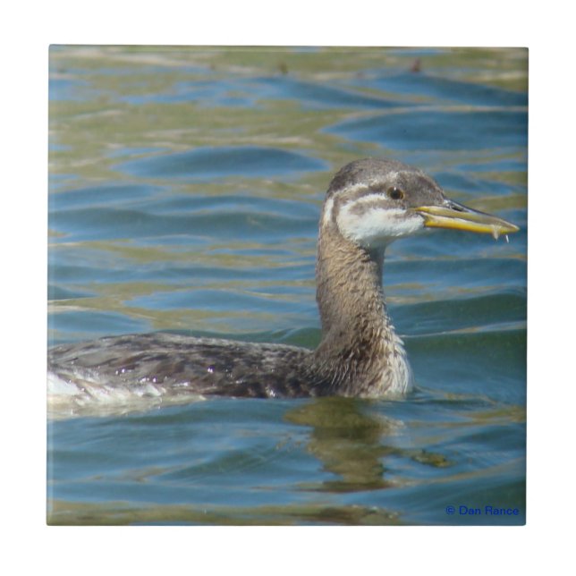 Azulejo De Cerámica B40 Grebe juvenil de cuello rojo (Frente)