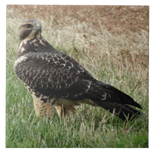 Azulejo De Cerámica B52 Aguililla de Swainson