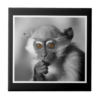 Azulejo De Cerámica Baby Mangabey Monkey