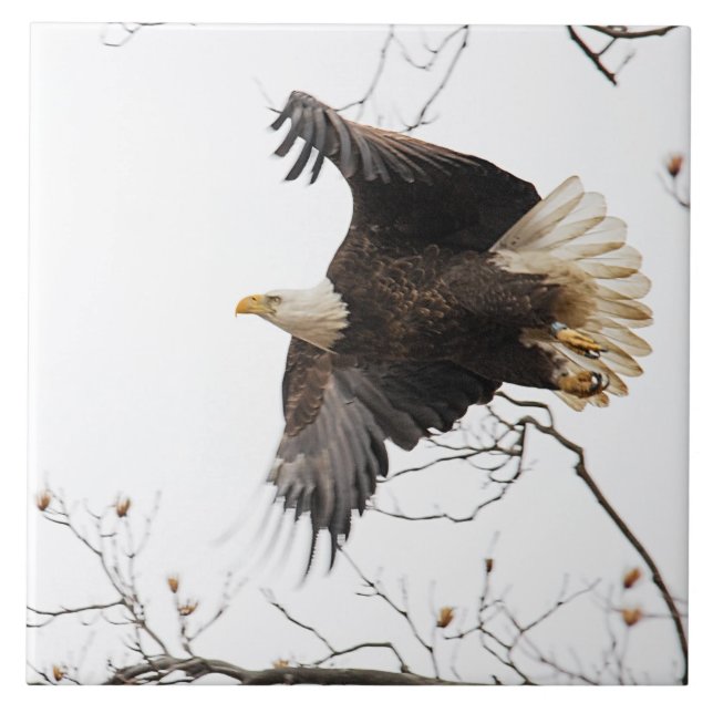 Azulejo De Cerámica Bald Eagle (Frente)