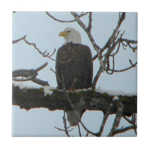 Azulejo De Cerámica Bald Eagle