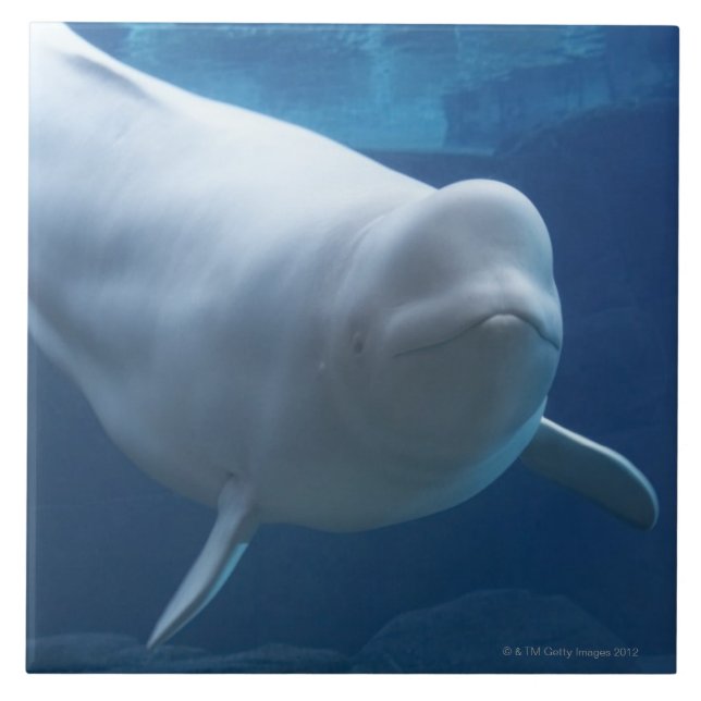 Azulejo De Cerámica Ballena de la beluga (leucas del Delphinapterus) (Frente)