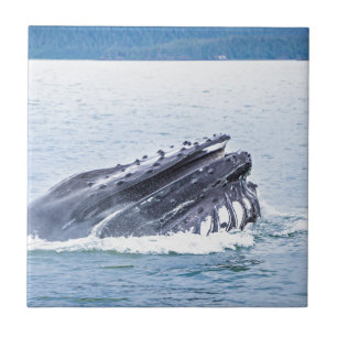 Azulejo De Cerámica ballena jorobada