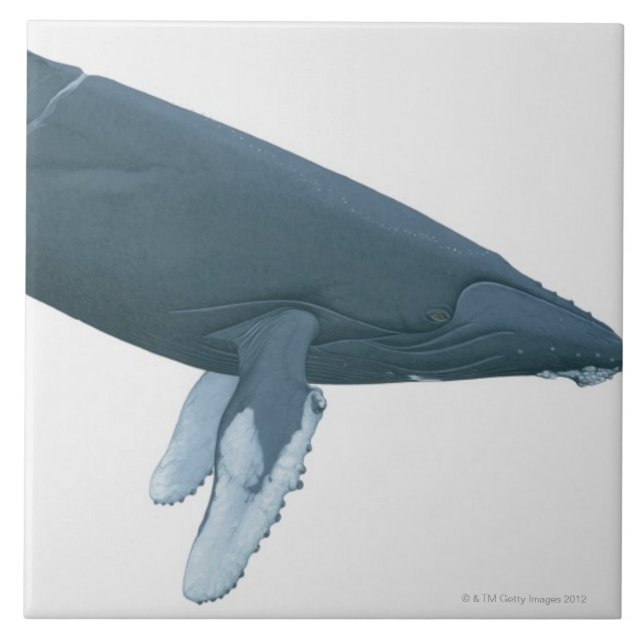 Azulejo De Cerámica Ballena jorobada (Frente)