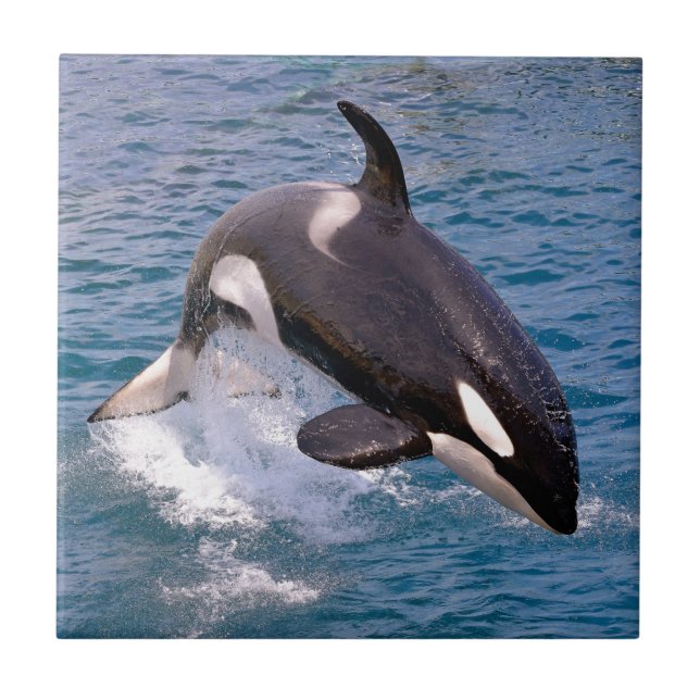 Azulejo De Cerámica Ballenas asesinas saltando del agua (Frente)